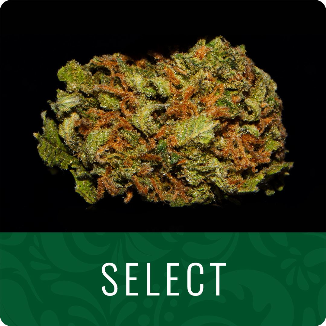 Maple Banger Maple Banger