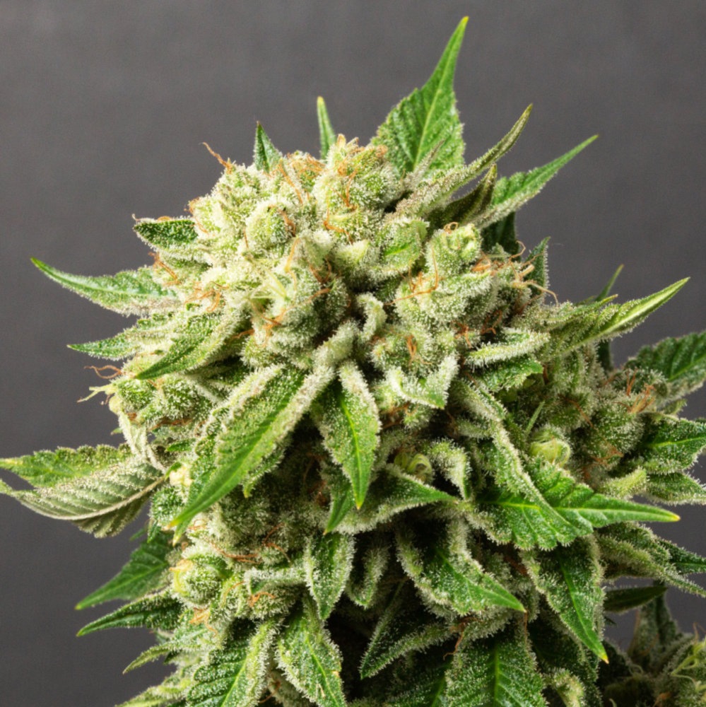 Green Crack