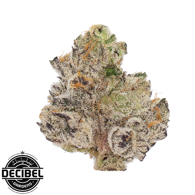 Decibel Gardens: Benjamins In Space