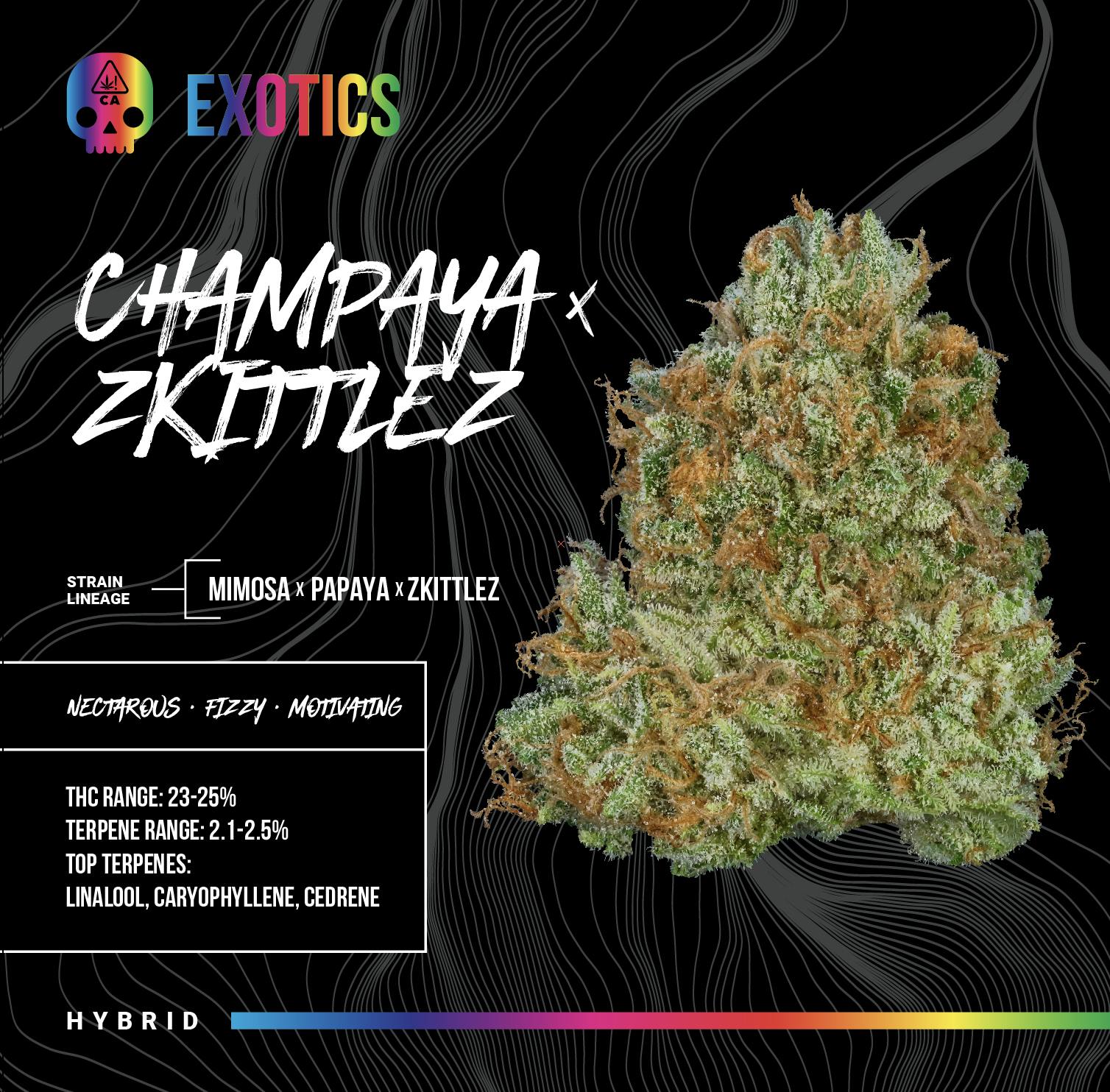 Champaya x Zkz