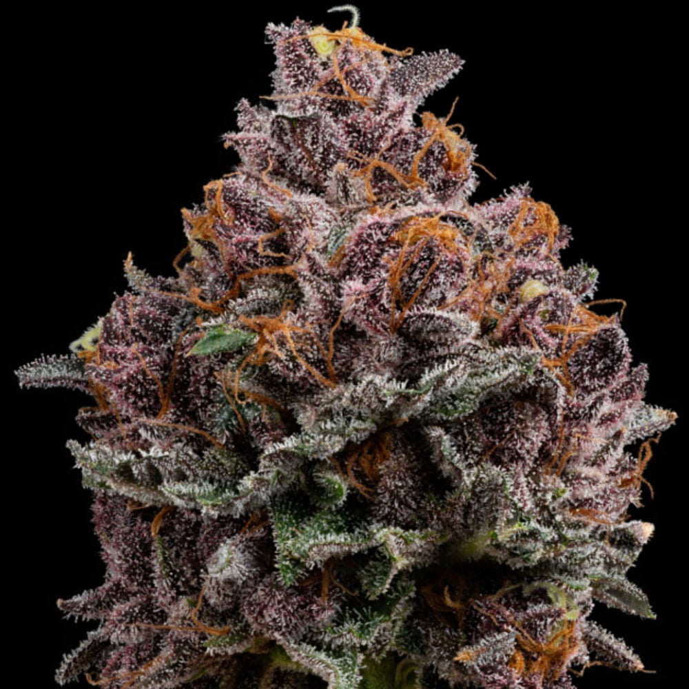 Cherry Whip