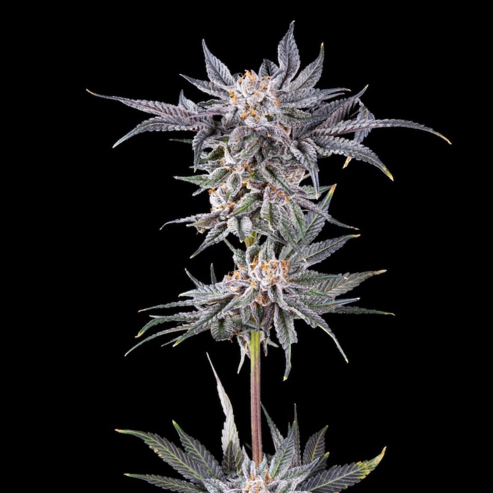 Morning Dew - GMO x Mai Tai Flower