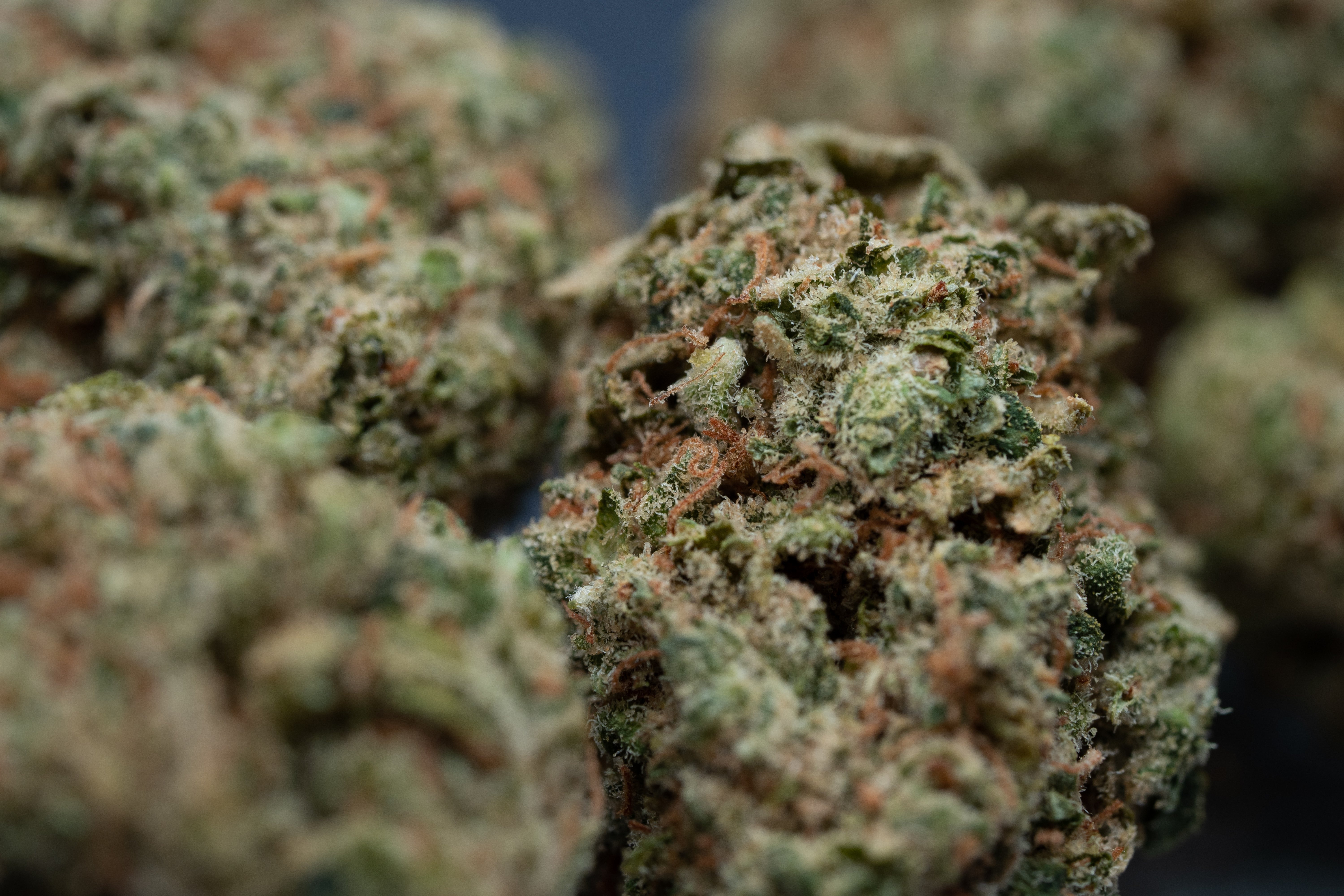 Lilac Diesel