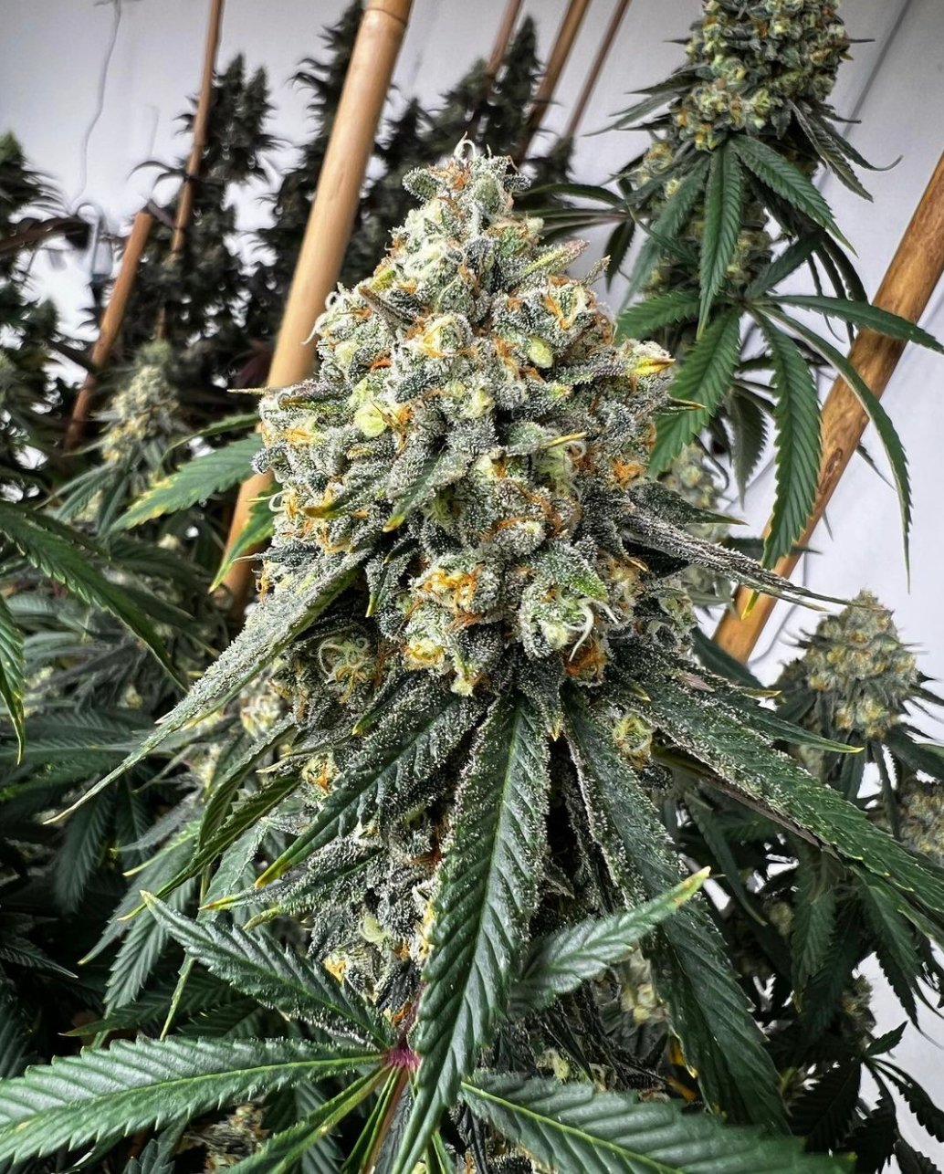 Shop Double Sour Giesel | Carver Family Farm Dispensary