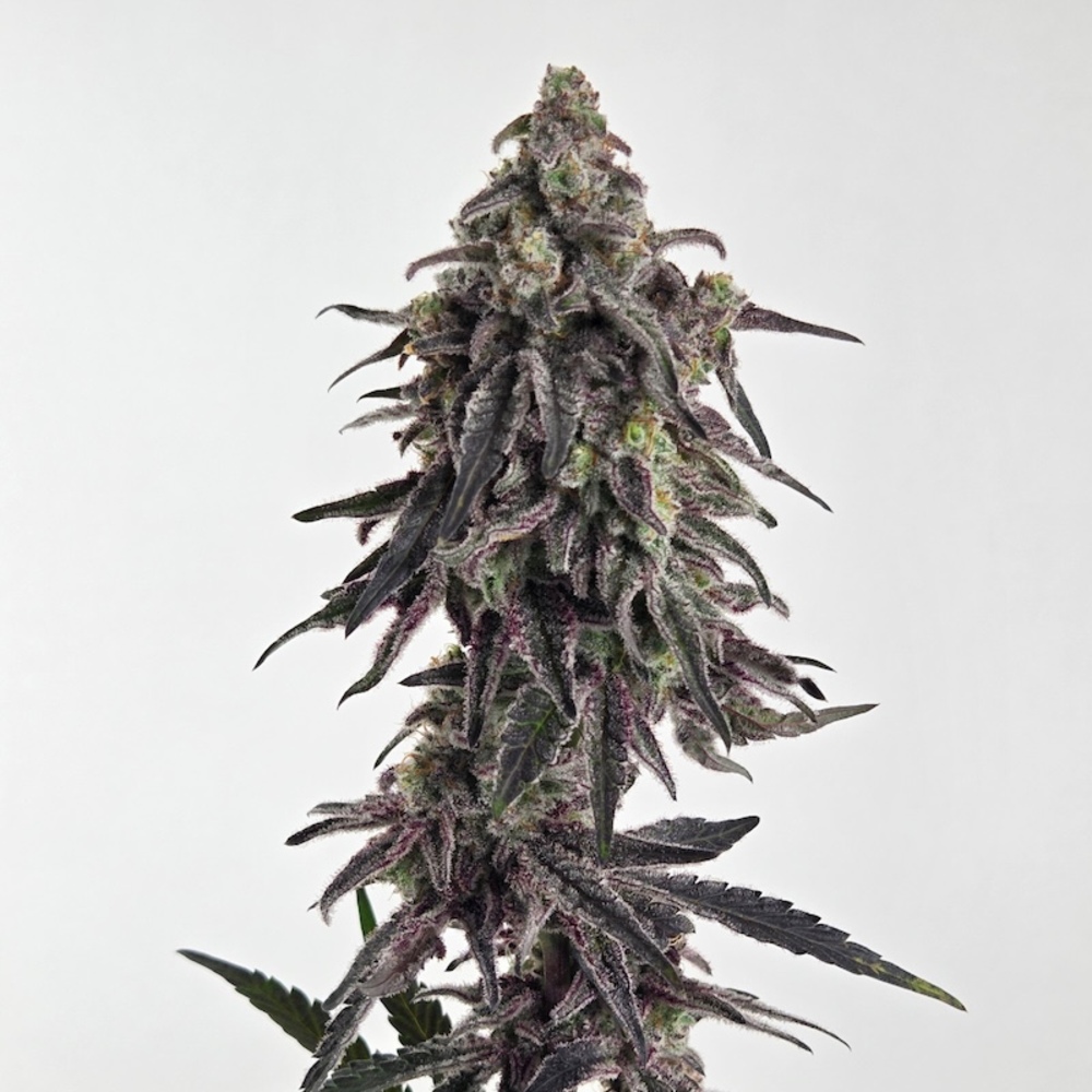 Gibby's Garden - Mac 1 Premium Flower Gibby's Garden - Mac 1 Premium Flower