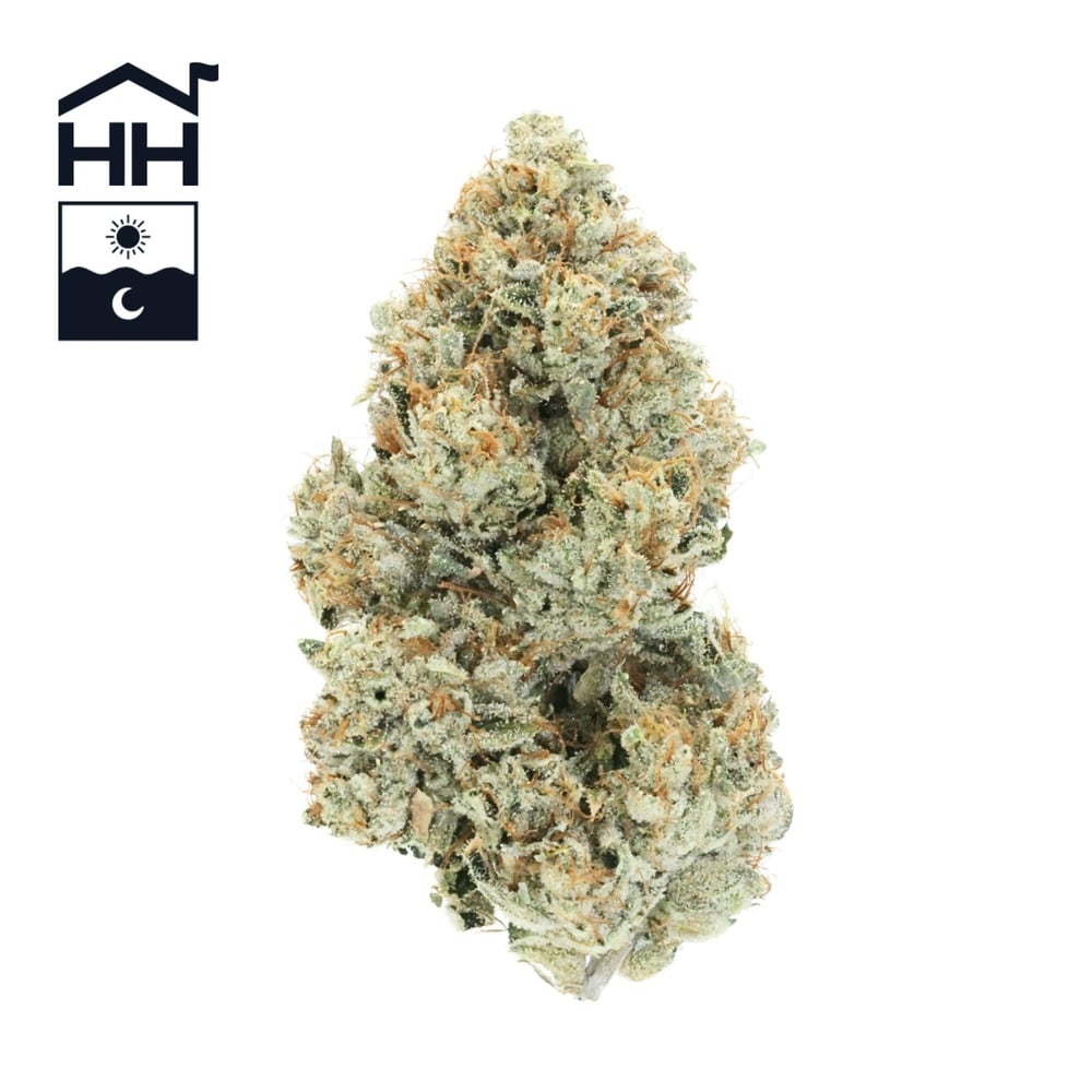 Motor Breath Buds