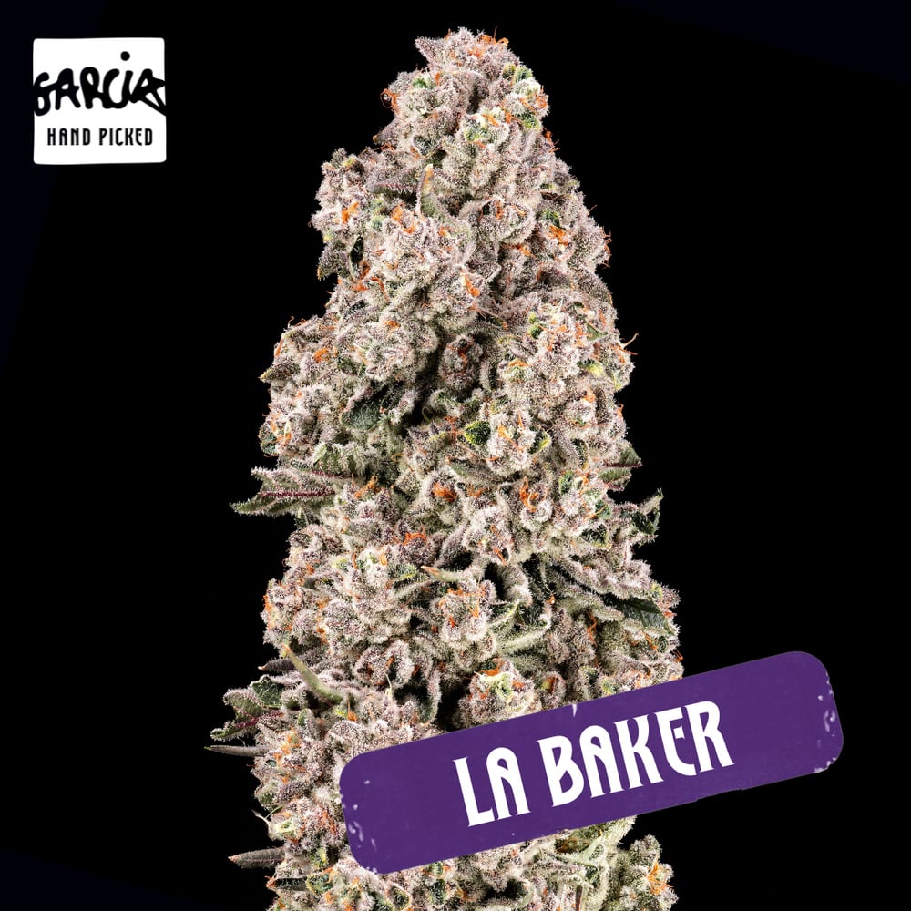 Garcia Hand Picked - LA Baker Flower