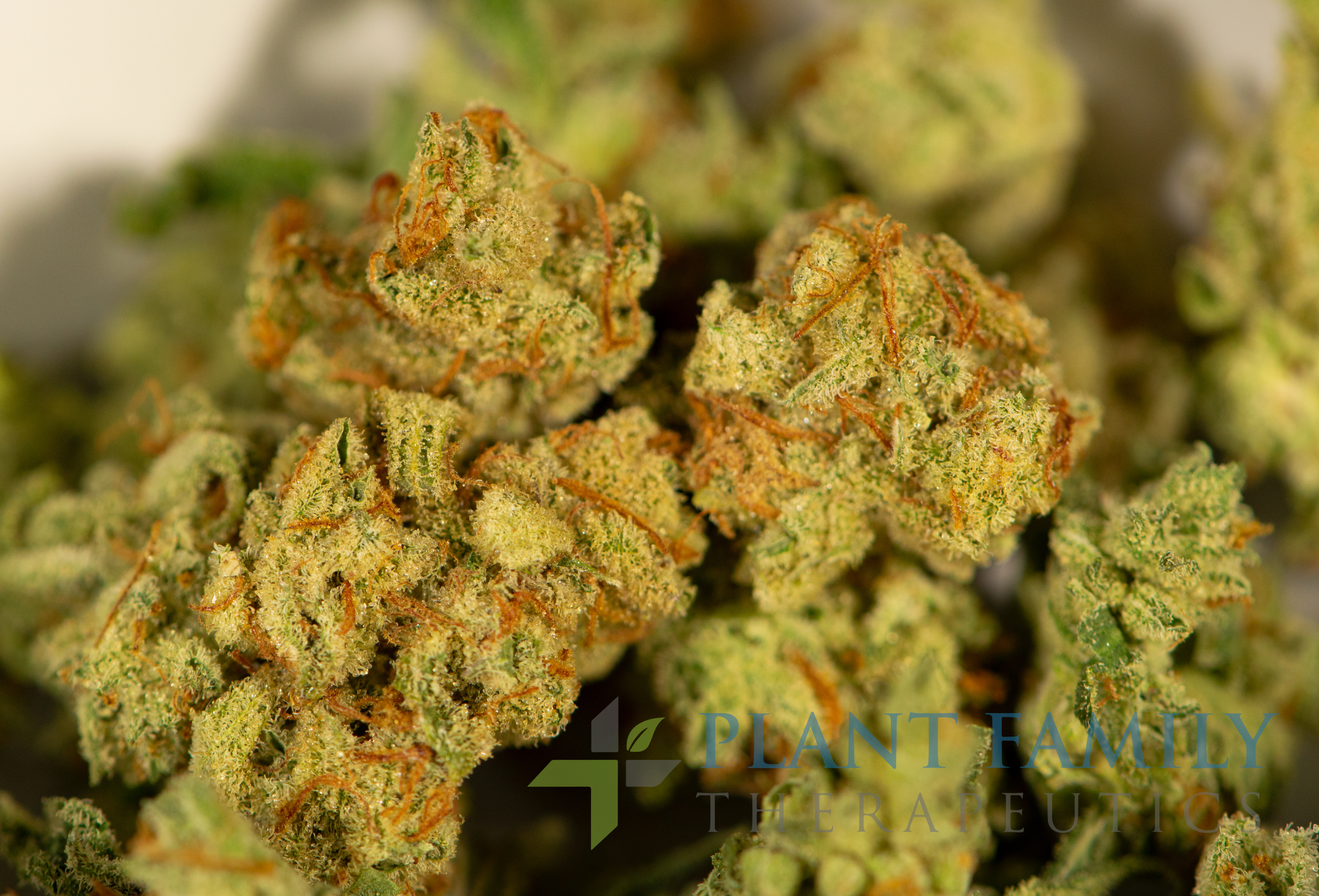 Shop Acapulco Gold (Pre-packed Eighth) | Plant Family Therapeutics  Dispensary Mountain Home, AR