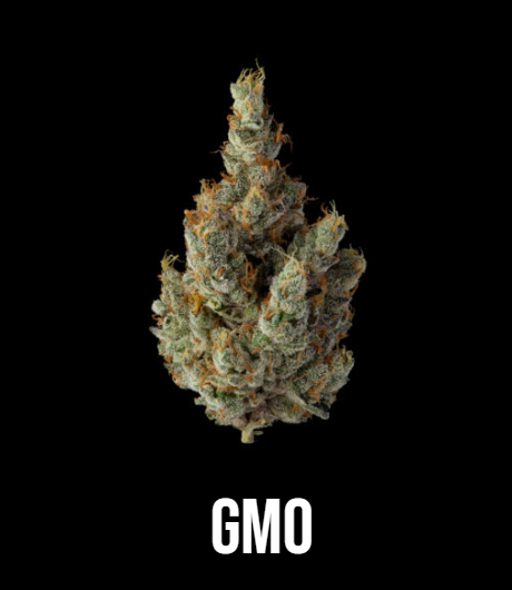 GMO