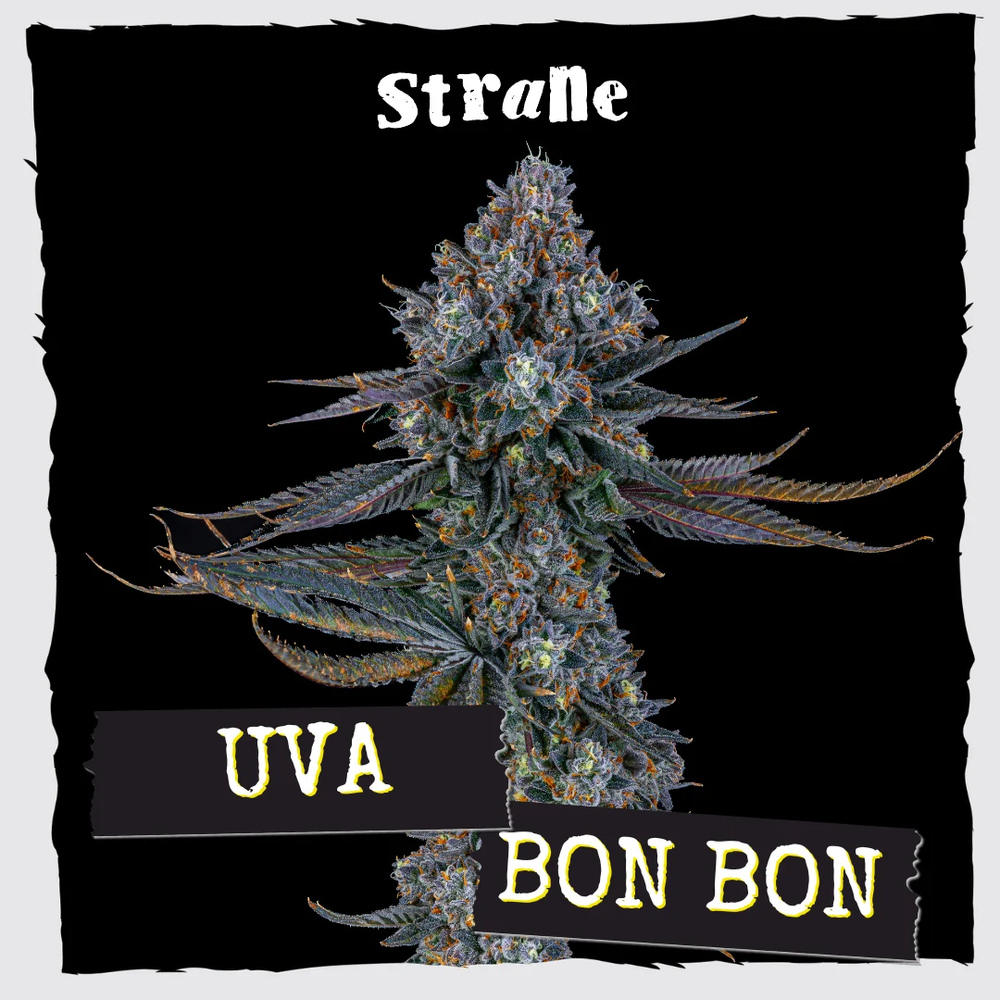 Uva Bon Bon