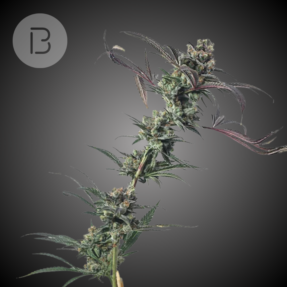 Cookies & Chem