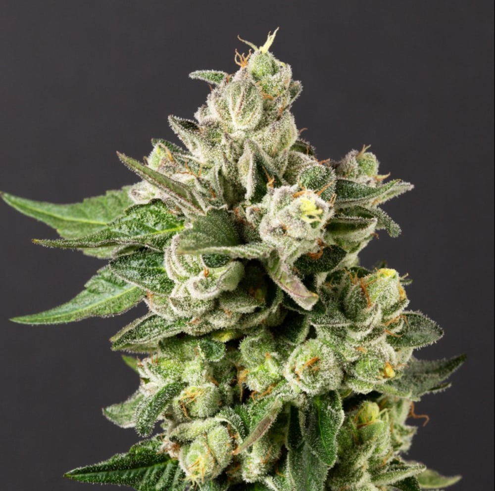 Gushers x Maitai #2 [56g]