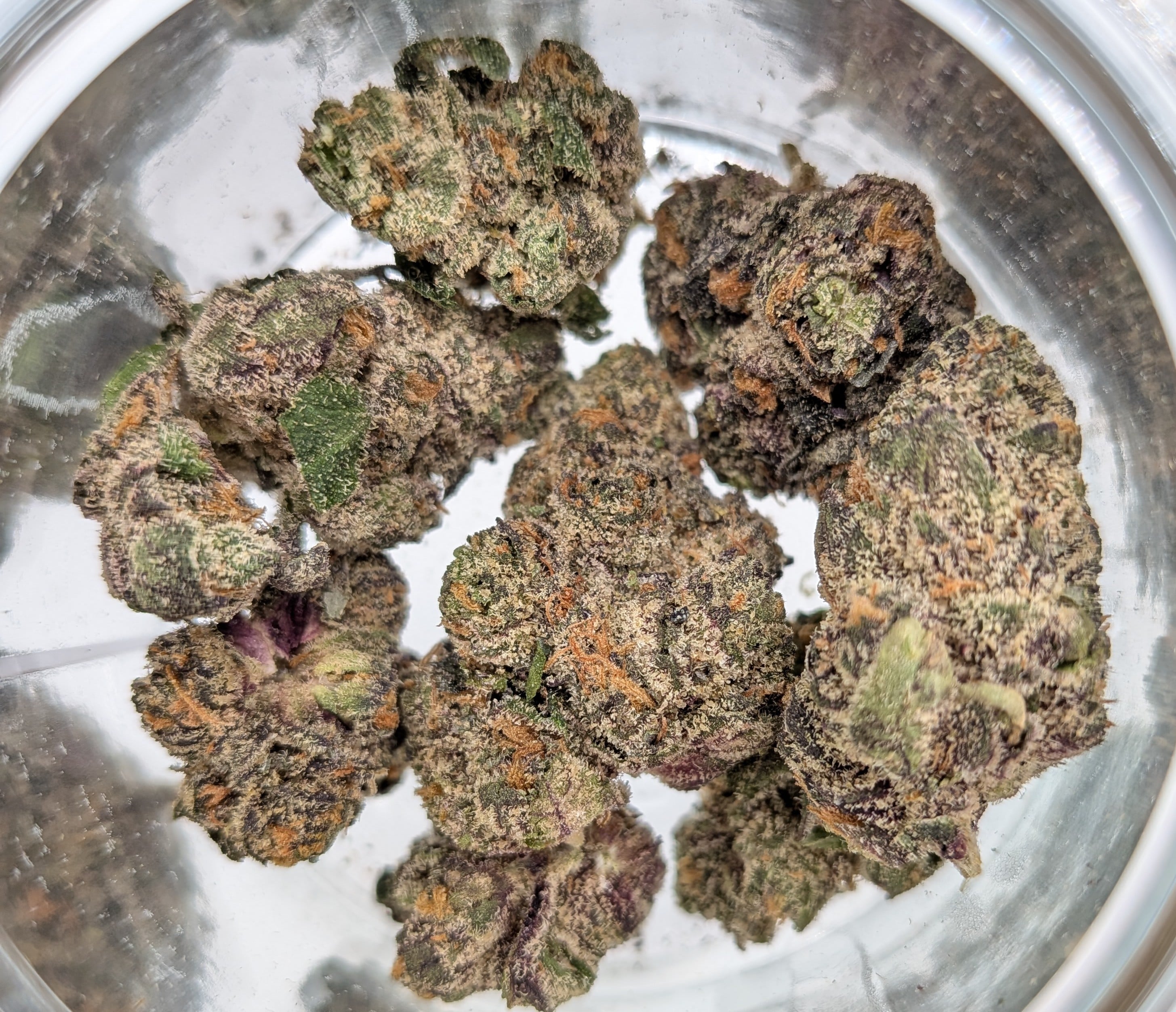 Shop Orange Sherb x OZ Kush x Gastro Pop #18 | Delta Cannabis Co