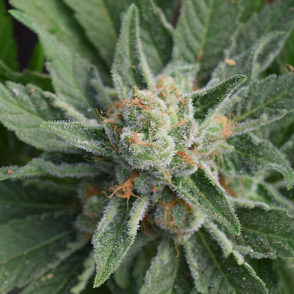 Cloud Berry