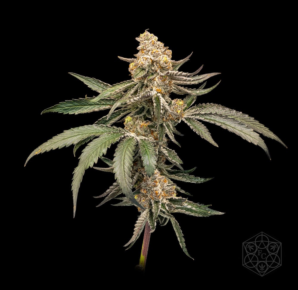 3.5g Cobra Milk Buds | Fresh Connection