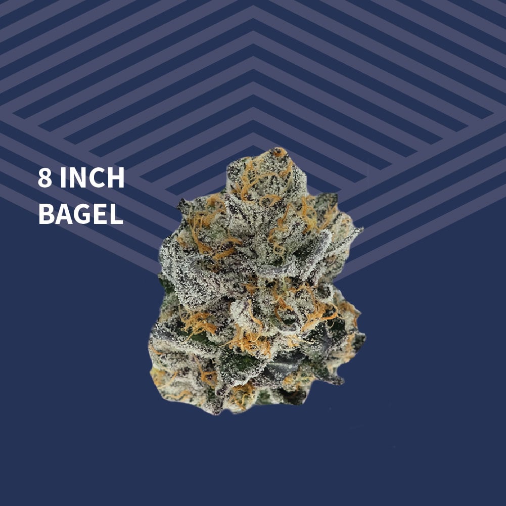 8" Bagel - 1/8oz in Bismarck