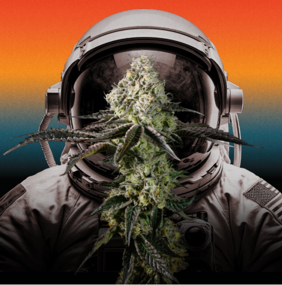 Afternoon Delight Quarters 