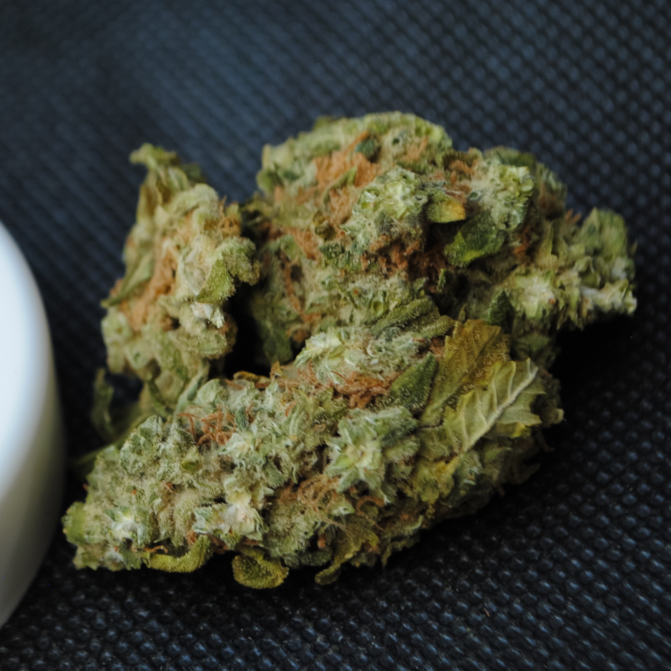 Member Berry | Bold Cultivation