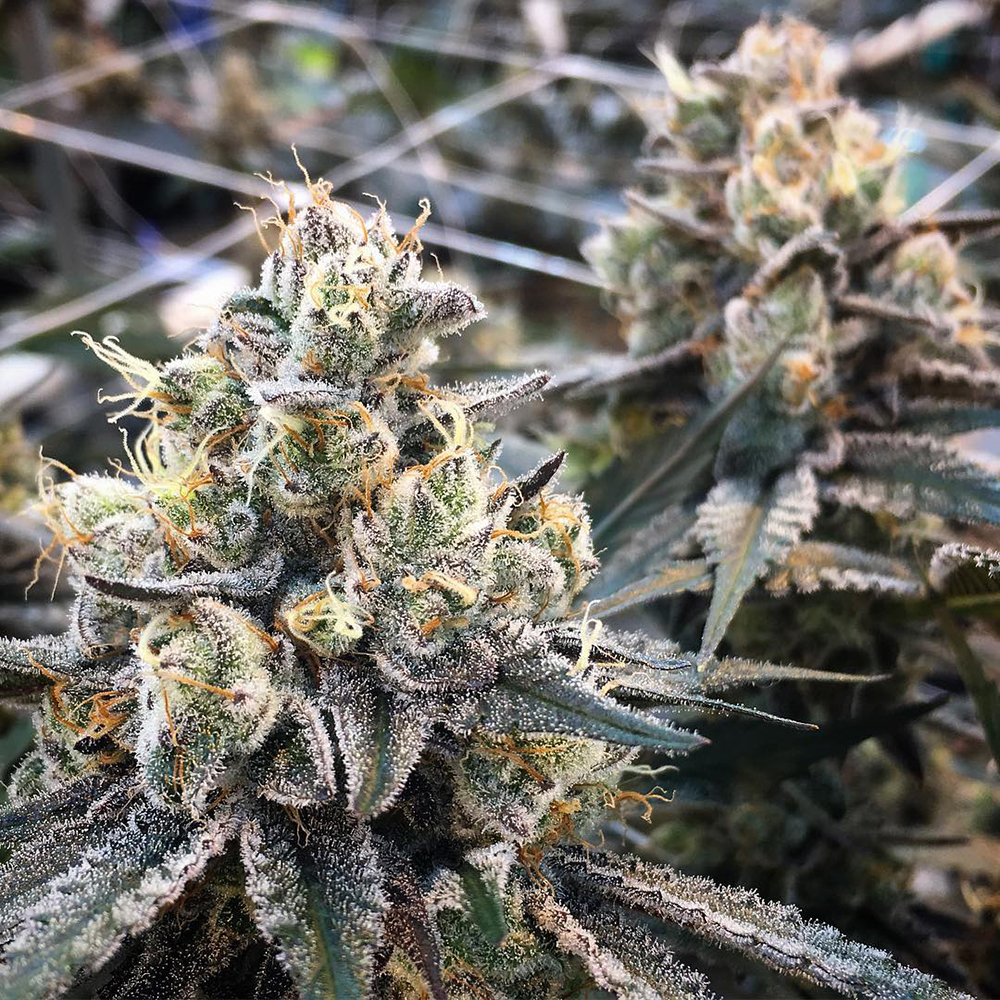 Blue Slushee Fox Hollow Flora Jane