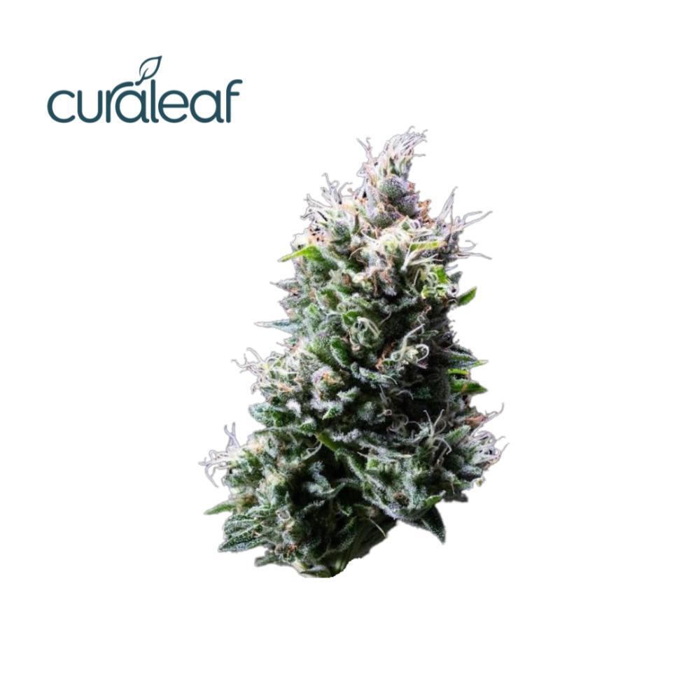 Curaleaf Whole Flower Blue Dream (H) 20903 Curaleaf Jane