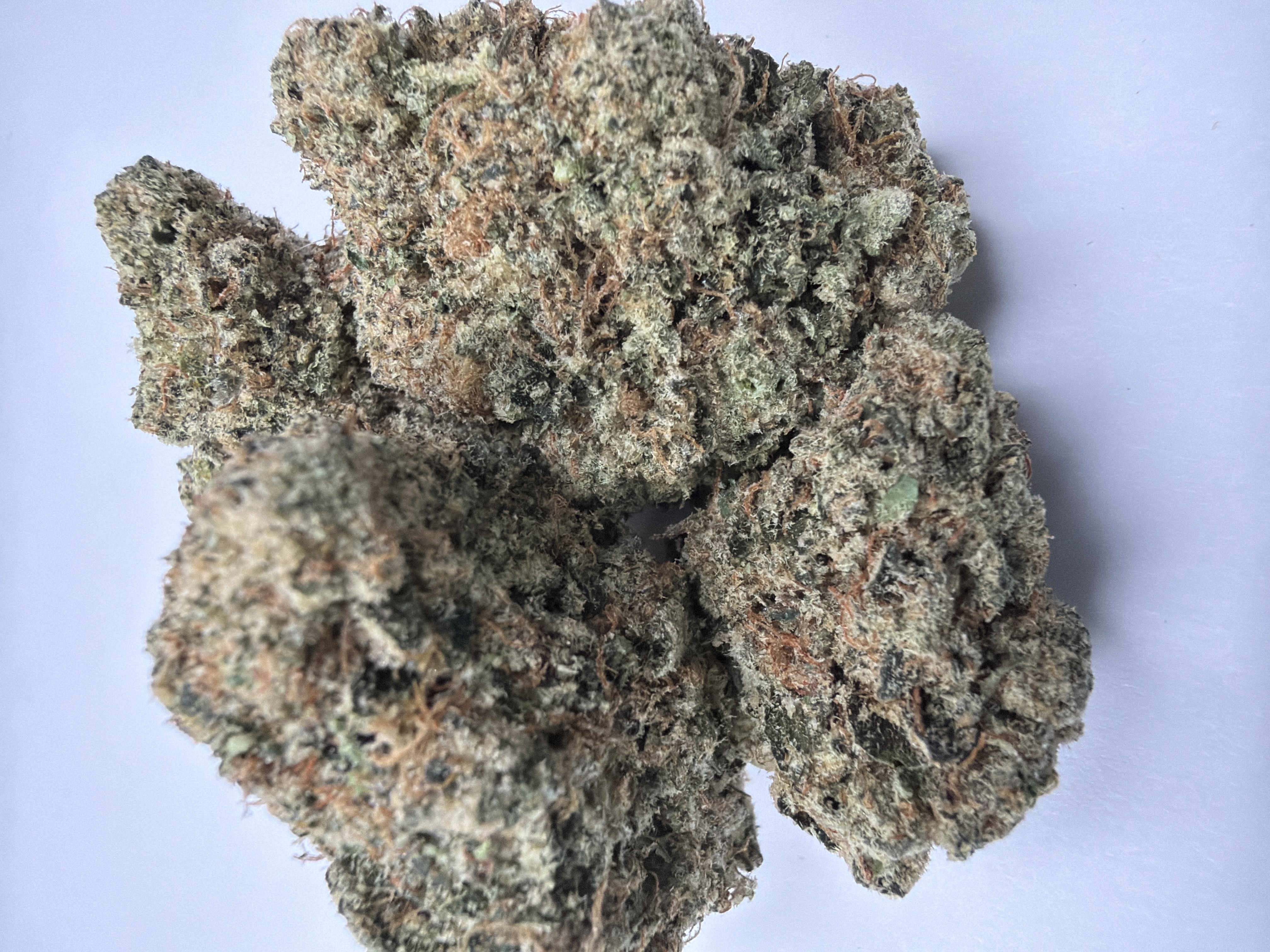 Sour Animal