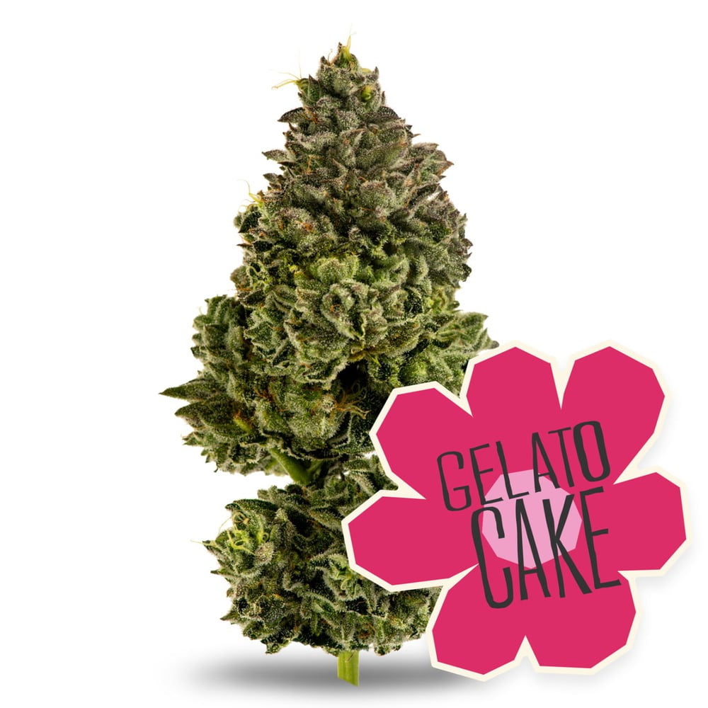 Gelato Cake