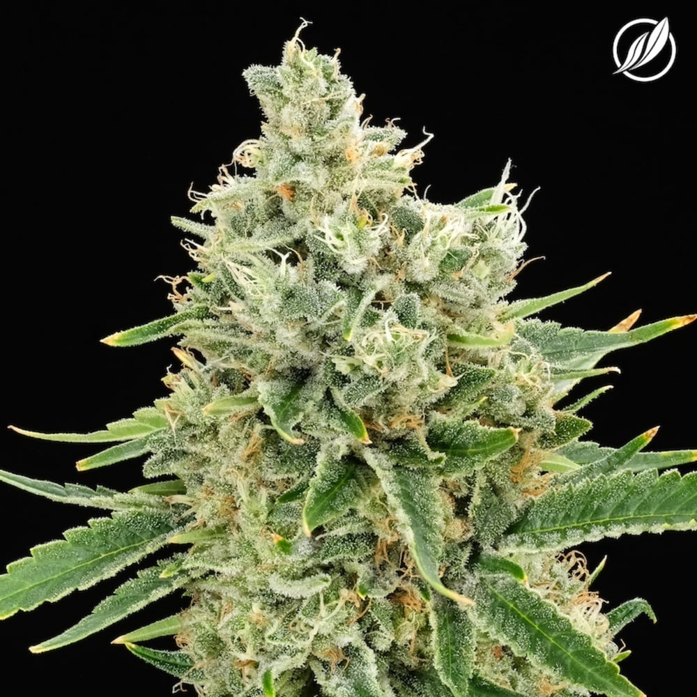 CTPharma - Hazy Fields (S) Flower  C0020027463