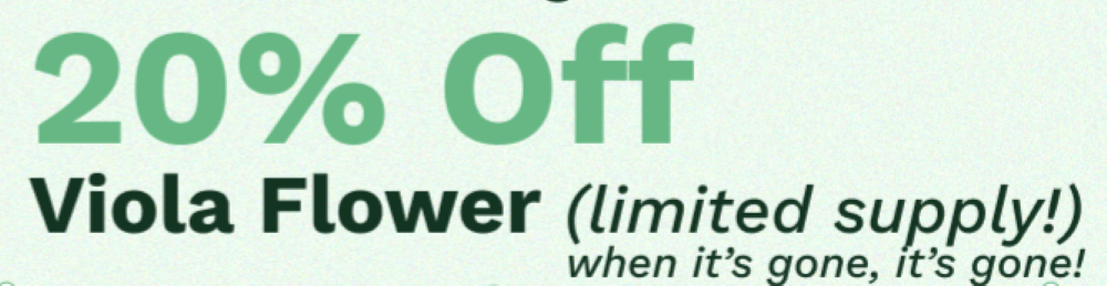20% off Connoisseur shelf Viola Flower! special photo