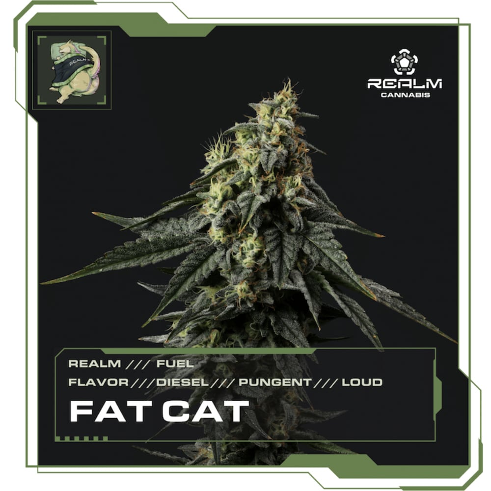 Realm - Fat Cat Top Cut Flower