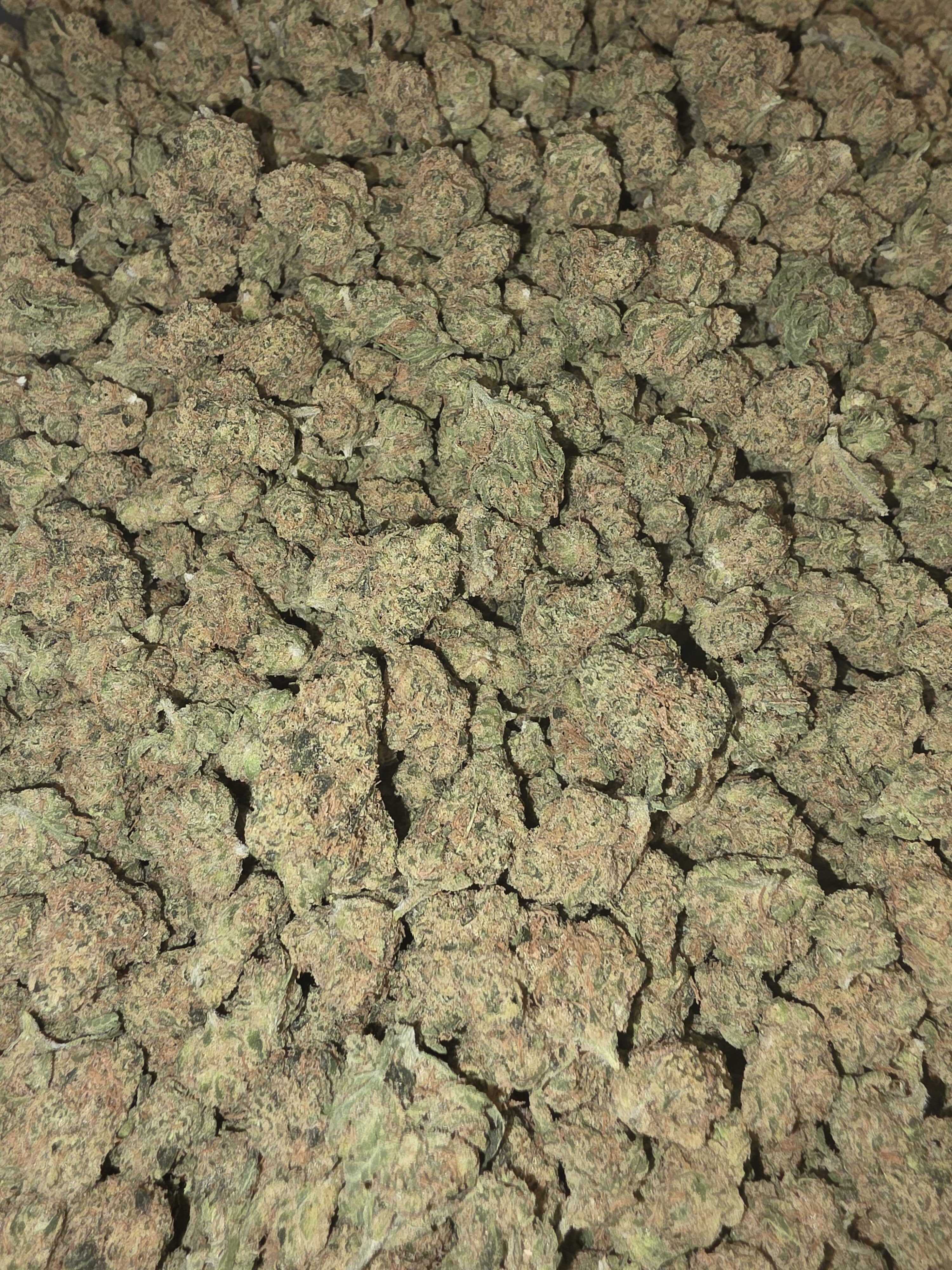 Guava IX