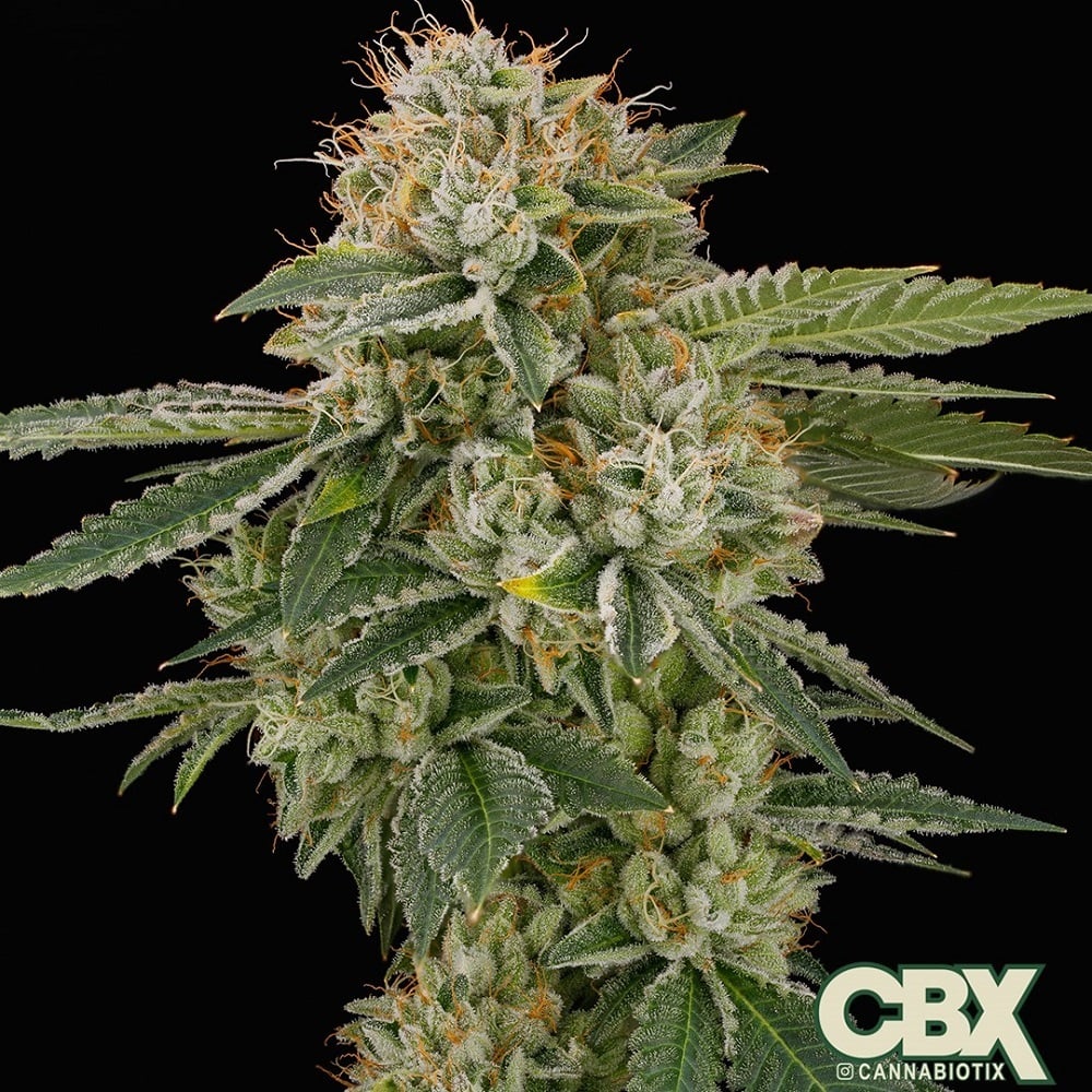 Casino Kush