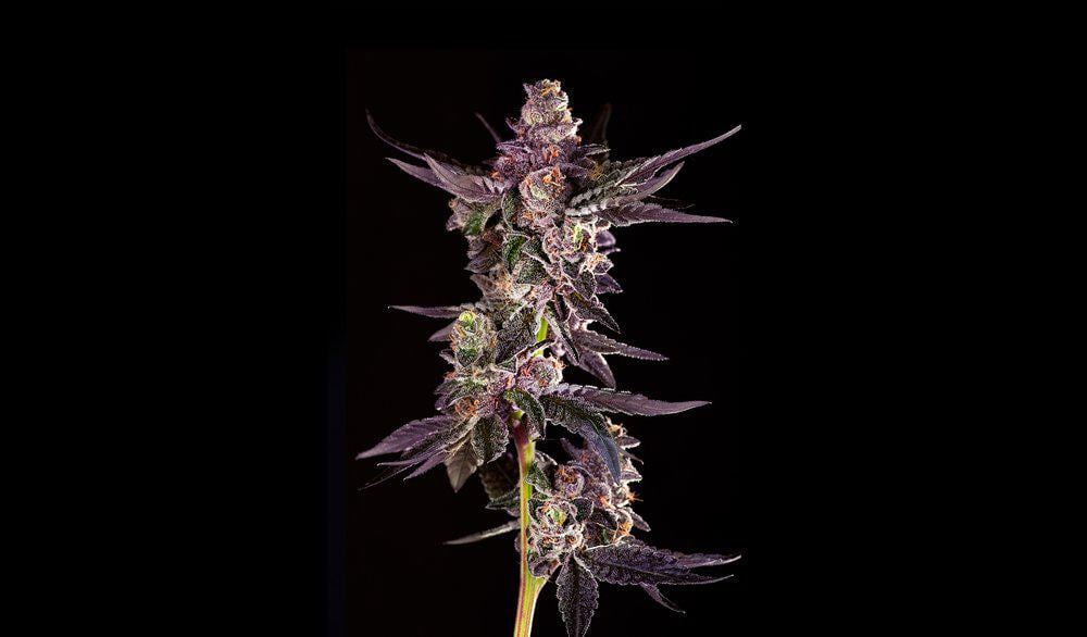 Decibel Gardens Roswell 47 | Klover Dispensary San Diego, CA