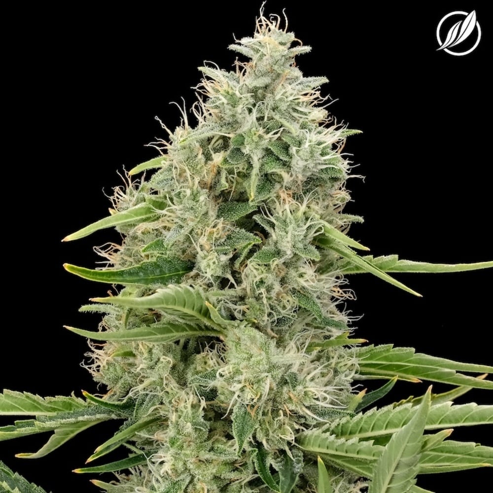 CTPharma - Hazy Fields (S) Flower  C0020027463