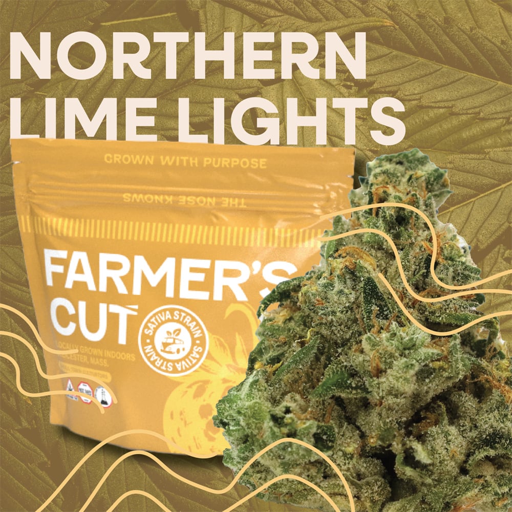 Farmer's Cut - Northern Lime Lights Flower