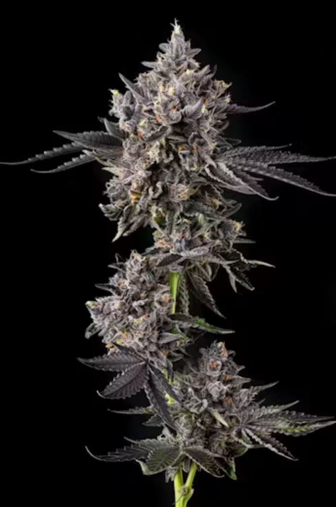 Cosmic Banana Cosmic Banana