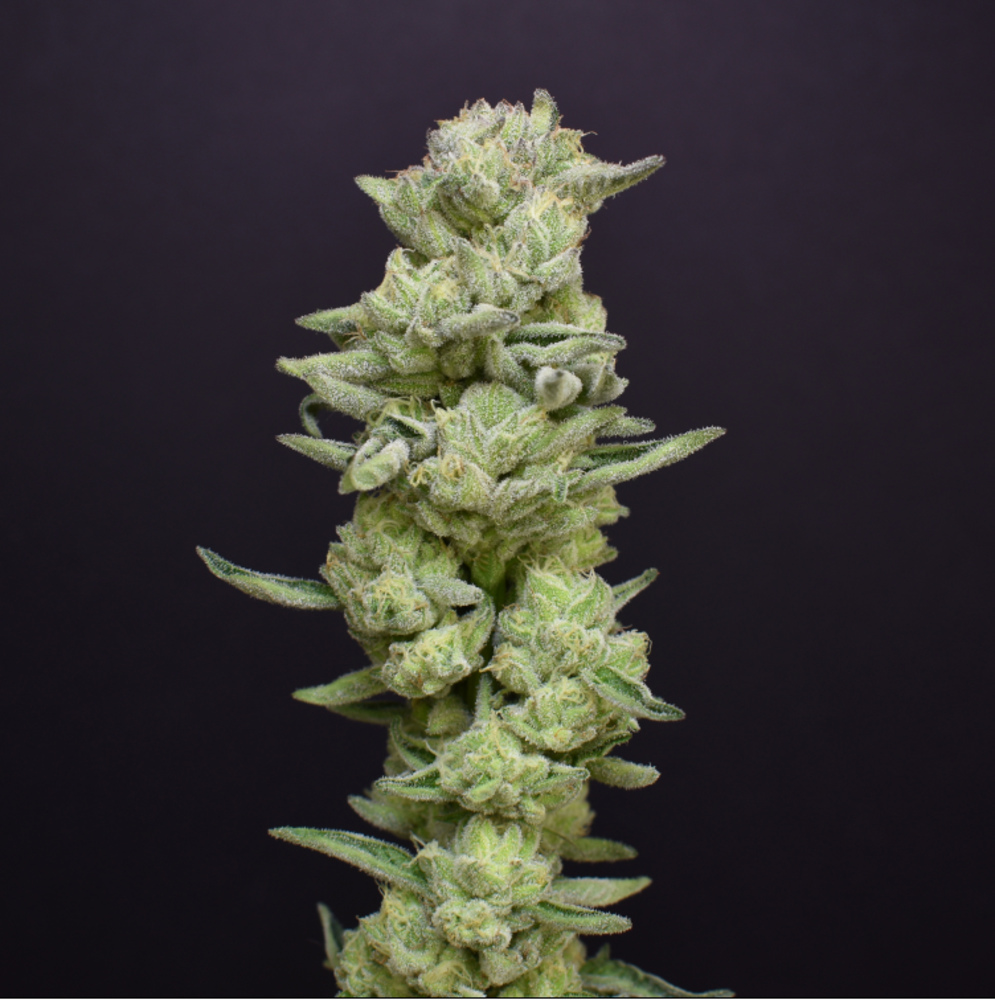 Animal Face Kush Mints