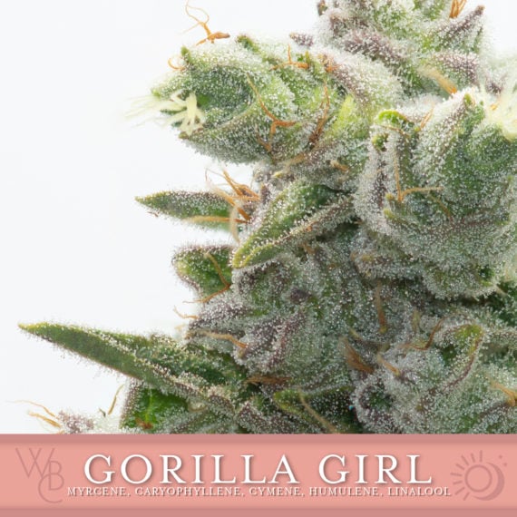Gorilla Girl