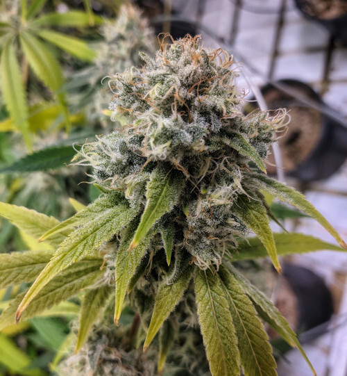 Pink Lemonaid