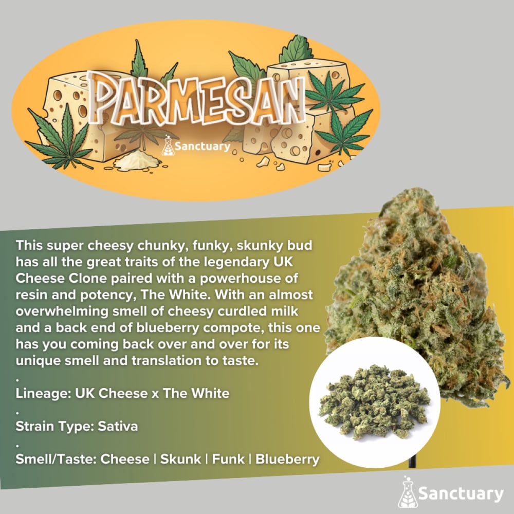 Sanctuary - Parmesan Flower