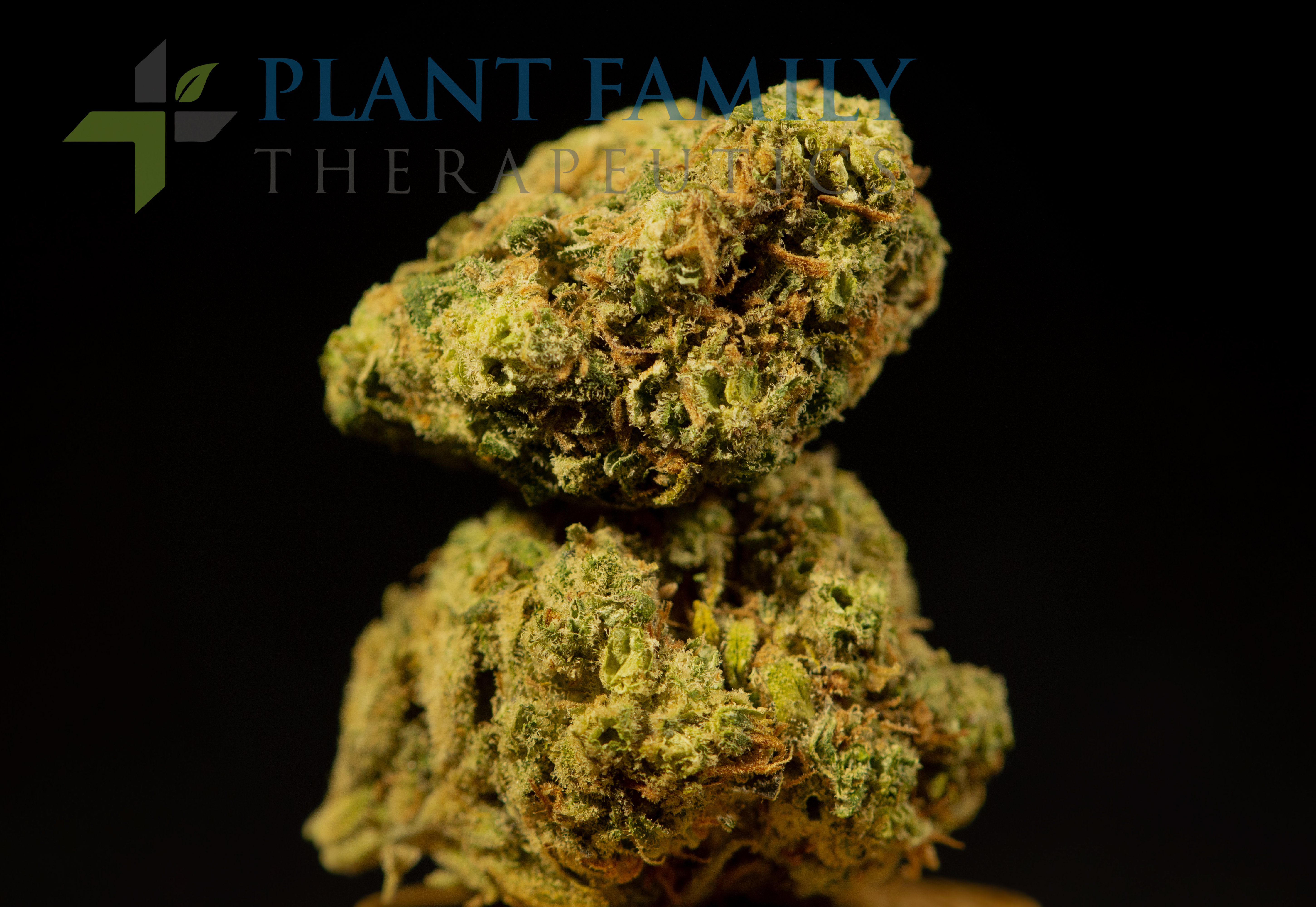 Shop Lemon Berry Candy OG | Plant Family Therapeutics Dispensary