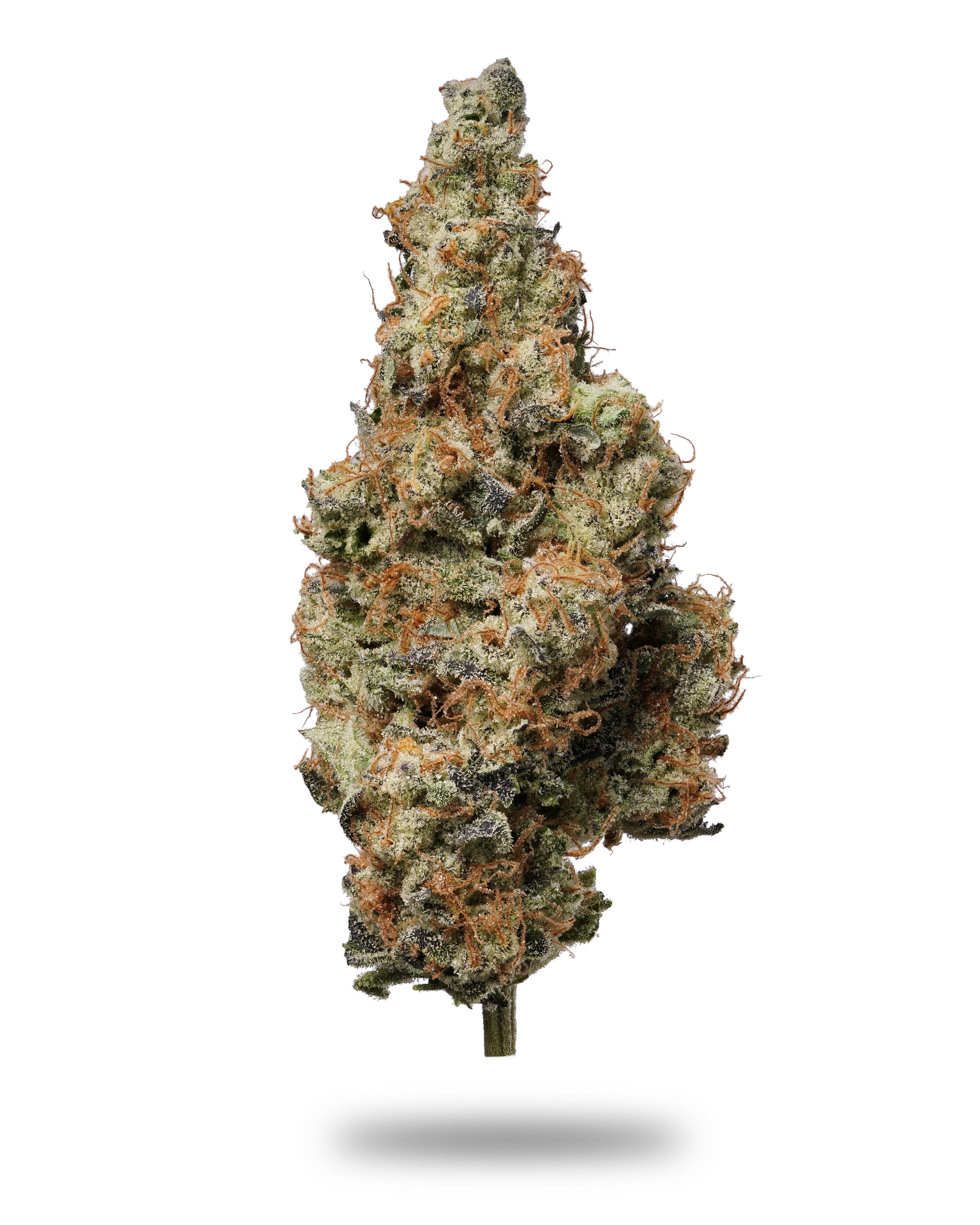 Vanilla Gorilla