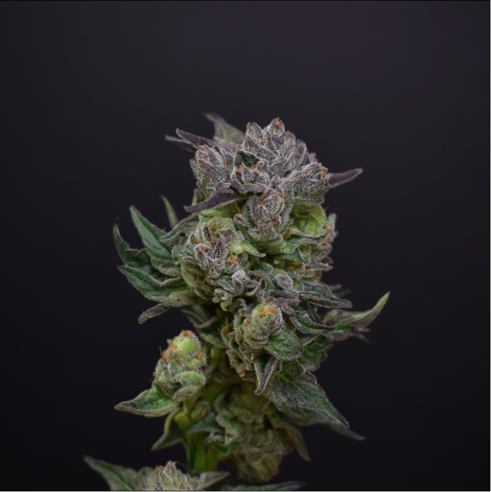 Gushers x Gelato 41 #10