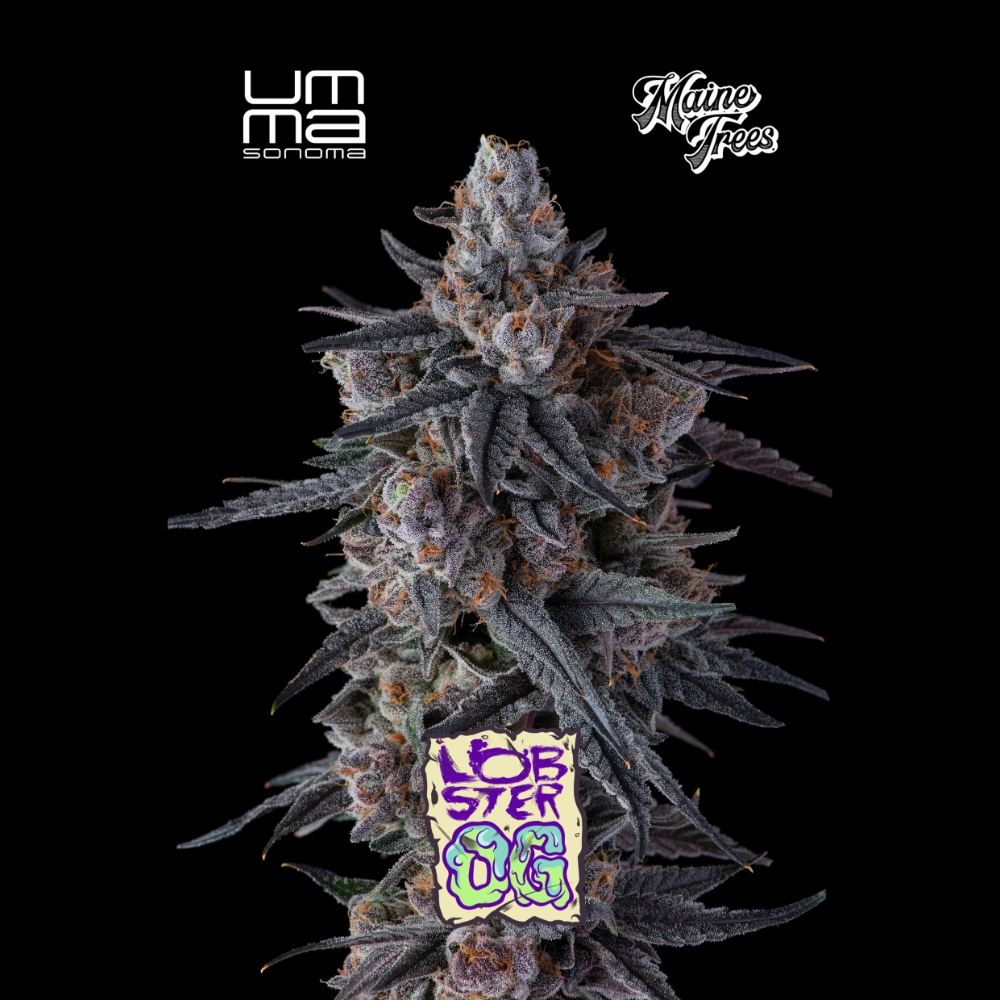 Lobster Og