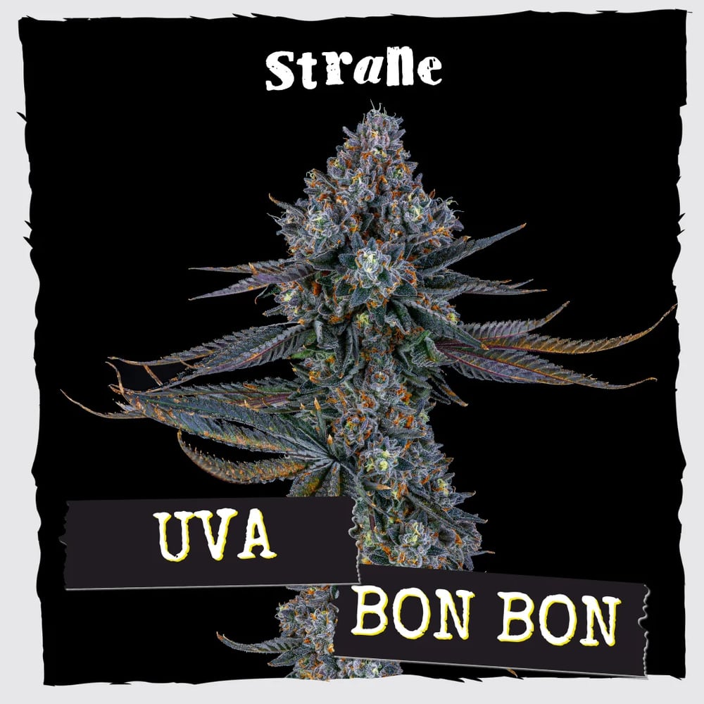 Uva Bon Bon