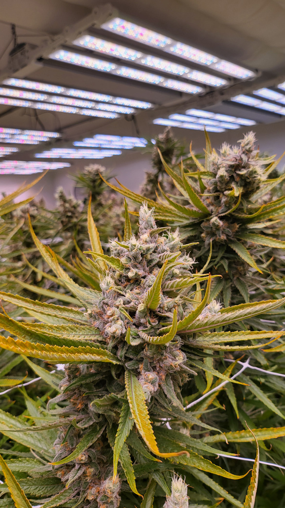 Blue Dream [56g]