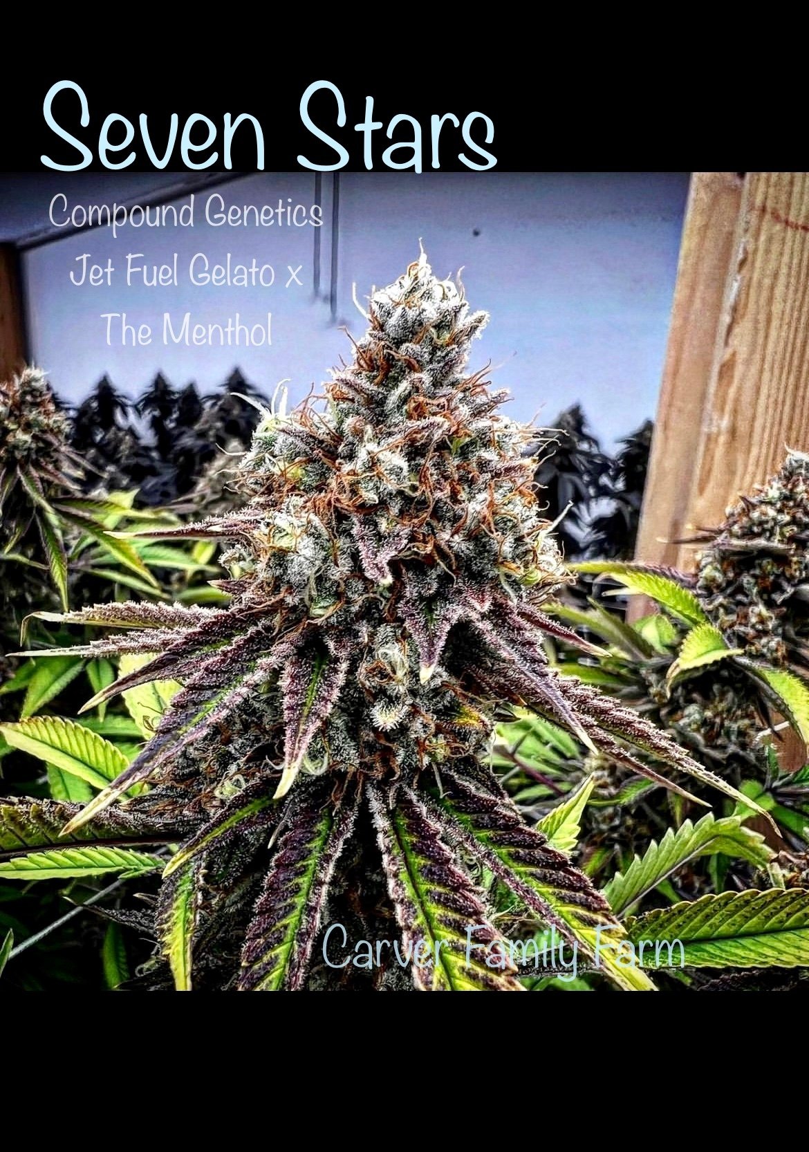Shop Seven Stars / 7 Stars | Carver Family Farm Dispensary