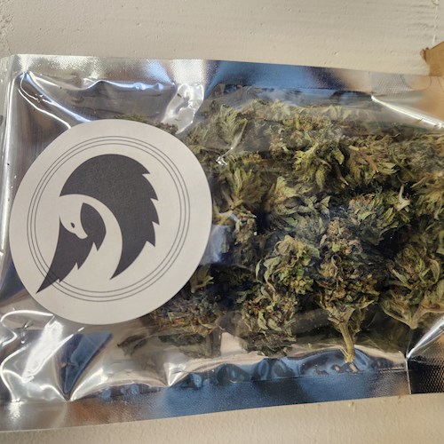 Flower - Mimosa