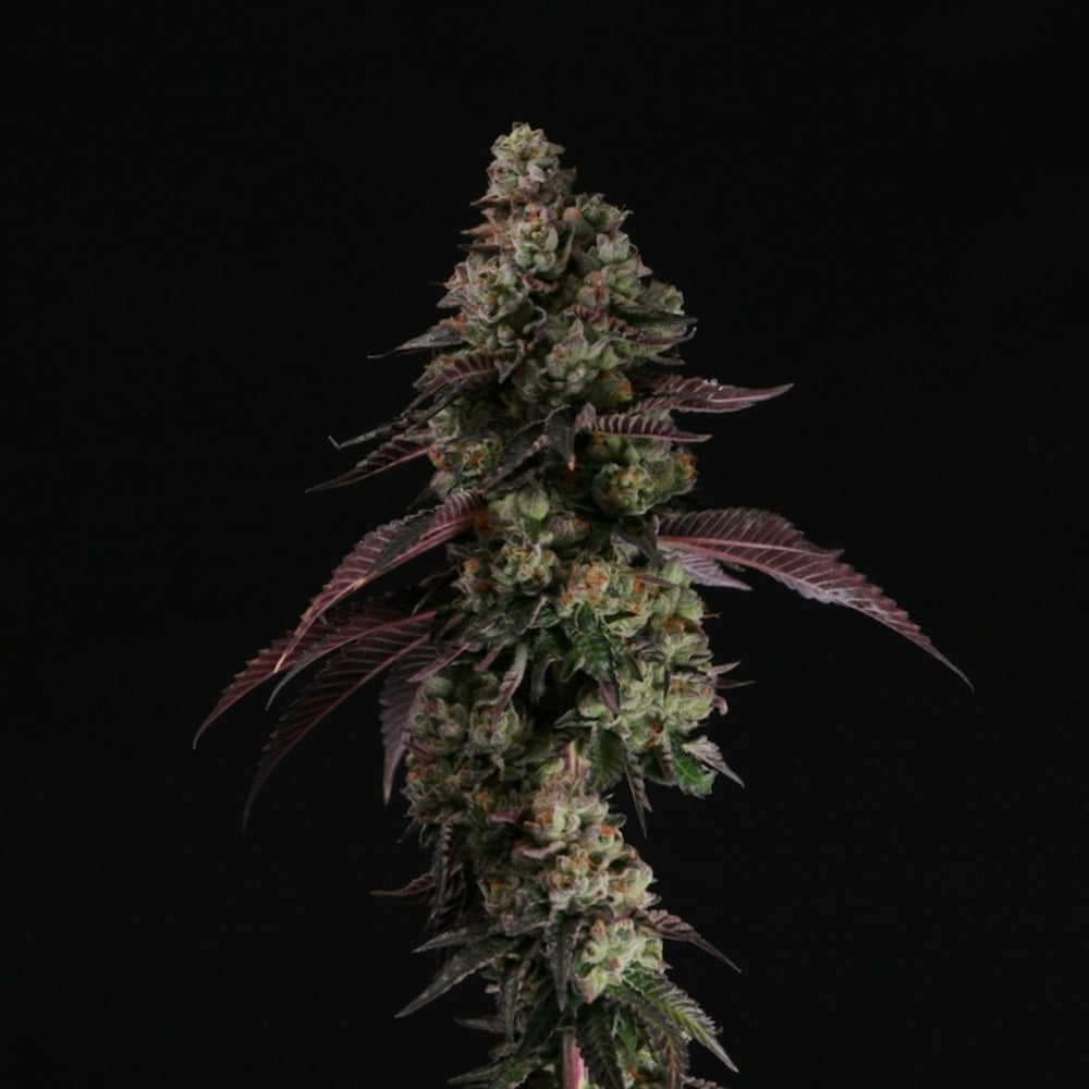 Gibby's Garden - Modified Punch Premium Flower