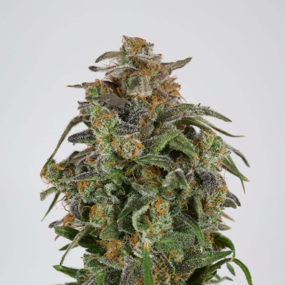 BBM - Blueberry Muffin