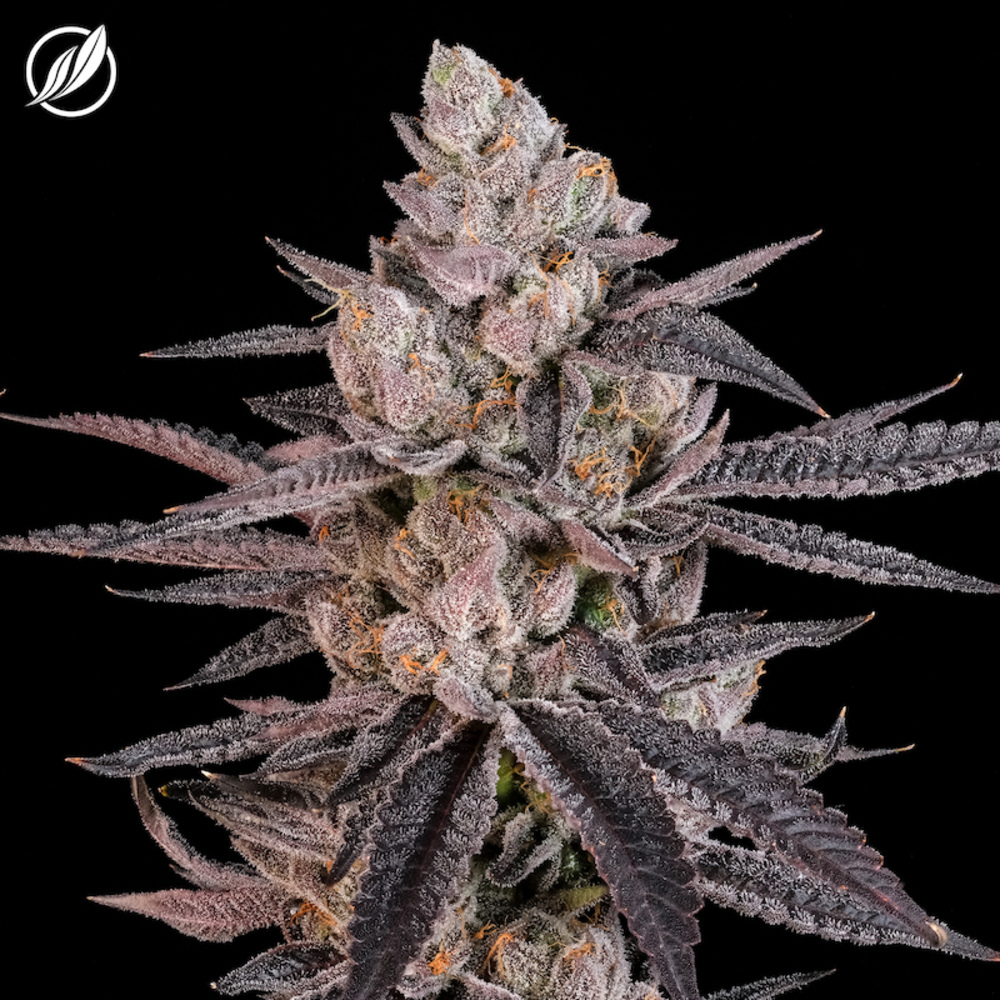 Shop CTPharma - ScoutZ Flower T21.20% H C0020024860 | Fine Fettle